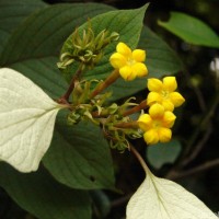 Mussaenda frondosa L.